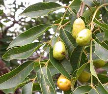 Hog Plum Fruit on Tree