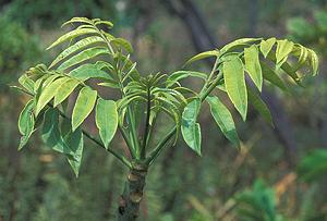 June Plum Leaves