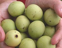 Marula Fruit on Tree