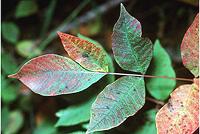 Live Poison Sumac Leaves