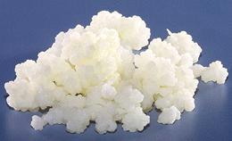 Pile of Kefir Grains