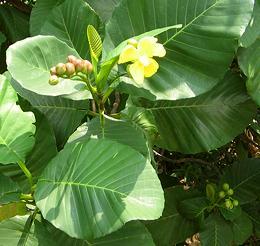 Flowering Simpoh Ayer Plant