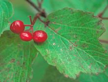 Berries and Leaf