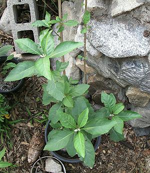 Young Bitter Leaf Plant