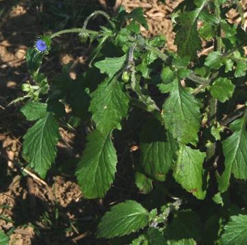 Flowering Yoruban Bologi Plant