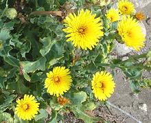 Flowering Common Brighteyes Plant