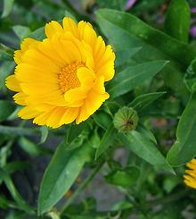 Flowering Calendula Plant