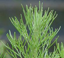 California Sagebrush Shrub