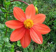 Red Dahlia Flower