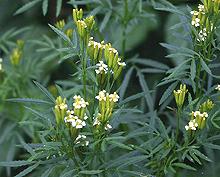 Flowering Huacatay Plants