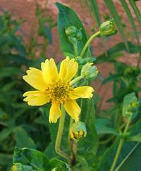 Niger Seed Flowers