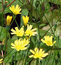 Flowering Nipplewort Plant