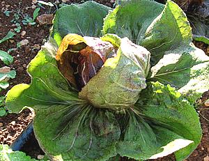 Leafy Radicchio in the Field