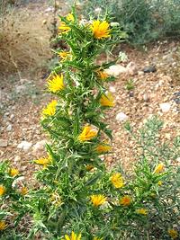 Flowering Spanish Oyster Thistle Plant