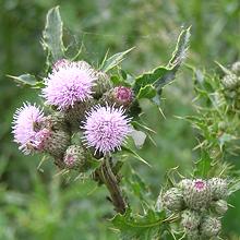 Creeping Thistle Flower