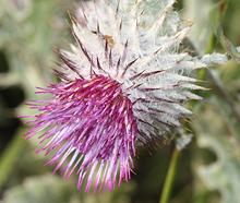 Edible Thistle Flower