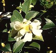 Oil Camellia Flower