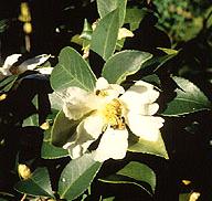 Tea Oil Camellia Flower and Leaves