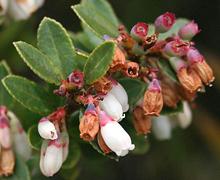 Mortiño Flowers and Berries