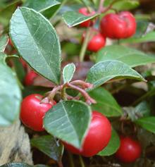 Fresh Wintergreen Berries on Shrub