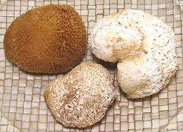 Dried and Soaked Lion's Mane Mushrooms