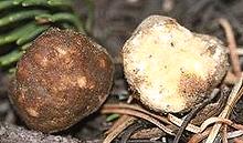 California Truffles, whole, cut