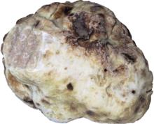 Piedmont White Truffle