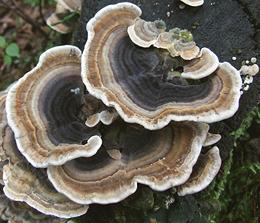 Growing Turkey Tail Mushrooms