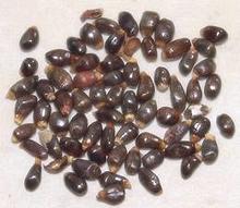 Ataiko Seeds