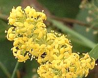 Flowering Plant