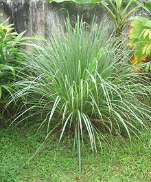 Clump of Lemon Grass