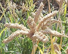 Finger Millet Seed head