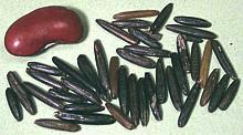 American Wild Rice Grains