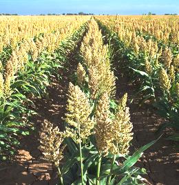 Field of maturing Sorghum