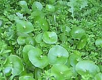 Miner's Lettuce