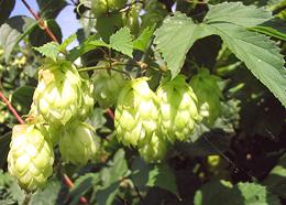 Hops, Leaves & Fruit