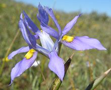 Live Bloublommetjie-uintjie Flower