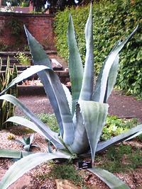 Live Agave Americana Plant