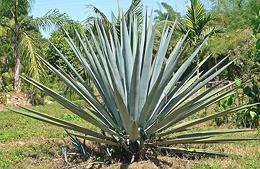 Live Blue Agave Plant