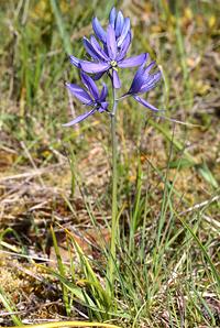 Flowering Camas Plant