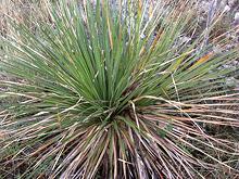 Live Texas Sotol Plant