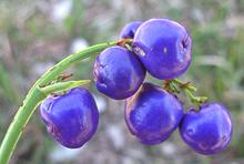 Flax Lily Berries on Plant