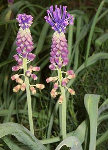 Flowering Tassel Hyacinth Plant