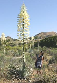 Flowering Plant