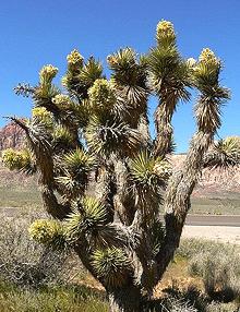 Flowering Plant