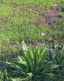 Wild Plantain Plant