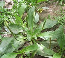 Flowering Plant