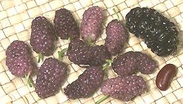 Chinese White Mulberry Berries