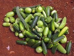 Pile of small unripe Italian melons