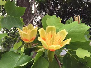 Tulip Tree Flowers and Leaves